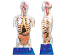 Transparent Torso with Internal Organs