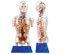Transparent Torso with Main Neural and Vascular Structures