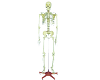 Artificial Human Skeleton