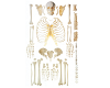 Scattered Bone Model of Human Skeleton (Free bone)