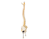Vertebral Column