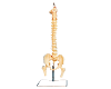 Vertebral Column with Pelvis