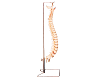 Vertebral Column