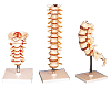 Vertebra Models