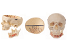 Adult Skull