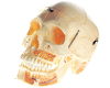 Adult Skull with Blood Vessel and Nerves