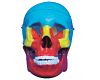 Skull Separation Model