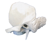 Temporal Bone Model