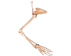Arm, Scapular and Collar Bone
