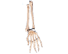 Palm Bone with Elbow-bone and Radial Bone