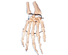 Palm Bone Model