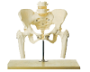 Pelvis with Lumbar Spine and Femoral Head