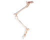 Bones of Lower Limb with Hip Bone