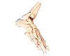 Bones of Foot
