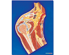 Shoulder Joint Section