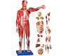 Muscles of Male with Internal Organs
