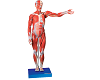 Muscles of Male