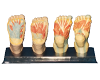 Planta Anatomy