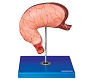 Stomach