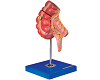 Appendix and Caecum