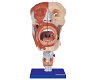 Nasal, Oral, Pharynx and Larynx Cavities