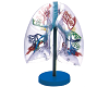 Transparent Lung Segments Model