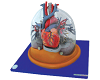 Transparent Lung, Trachea and Bronchial Tree with Heart