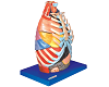 Thoracic Cavity Model