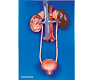 Urinary System