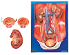 Urinary System