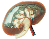 Transparent Renal Segment