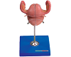 Anatomical Uterus