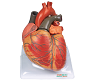 Adult Heart Model