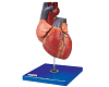 Adult Heart Model