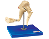 Auditory Ossicle Model