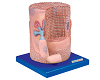 Skeletal Muscle Fiber with Motor End-plate