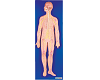 Nervous System