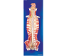 Spinal Cord in the Spinal Canal