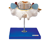 Thoracic Vertebrae with Spinal Cord