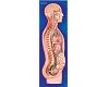 Sympathetic Nervous System