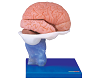 Brain