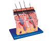 Skin Section