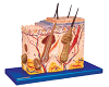Skin Block