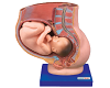 Pelvis with Uterus in the Ninth Month Pregnancy