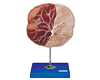 Placenta Model