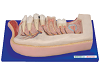 Lower Jaw of 12-year-old
