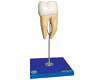 Molar Model