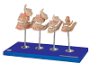 Development of a set of Teeth