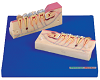 Dissected Model of Teeth Tissue