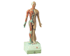 Fourteen Channel Electric Acupuncture Manikin